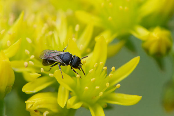 Hylaeus spec