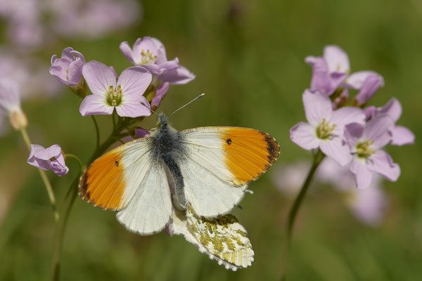 Paarung vom Aurorafalter - (28.04.2021)