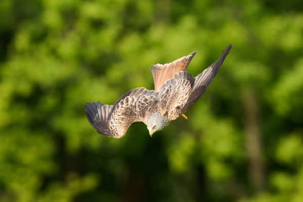 Rotmilan - Sequenz: Sturzflug auf Beute am Boden