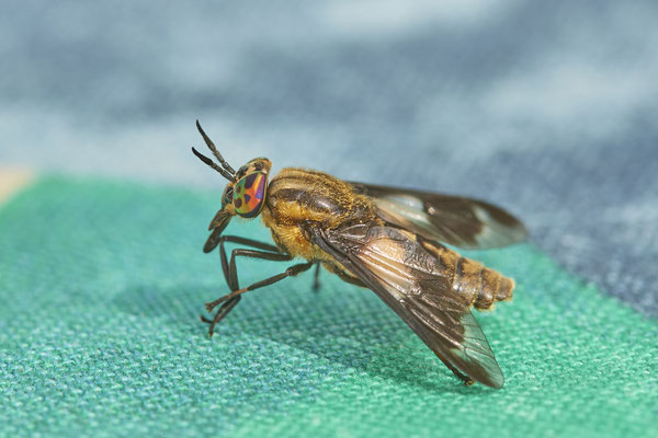 Chrysops relictus / Goldaugenbremse - OB im Garten - 51°31`49.60" 6°50`56.50" - (16.06.2019)