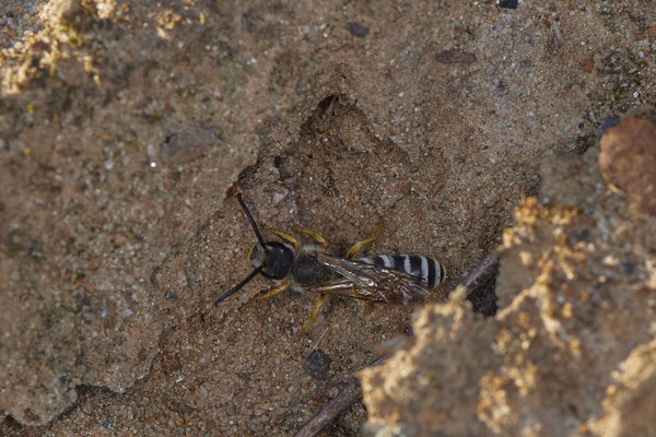 Nr.12/16 - Halictus scabiosae (Gelbbindige-Furchenbiene) - OB Läppkes Mühlenbach (10.10.2018)