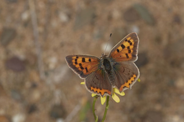 Kleiner Feuerfalter - Dinslaken Emschermündung - 51°33`52.87" 6°41`48.98" - (13.08.2020)