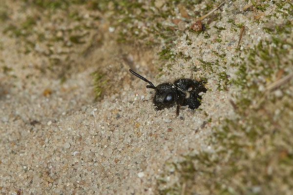 Nr.17/08 - Sphecodes sp (Blutbiene) - OB/E-LMB - (17.10.2018)