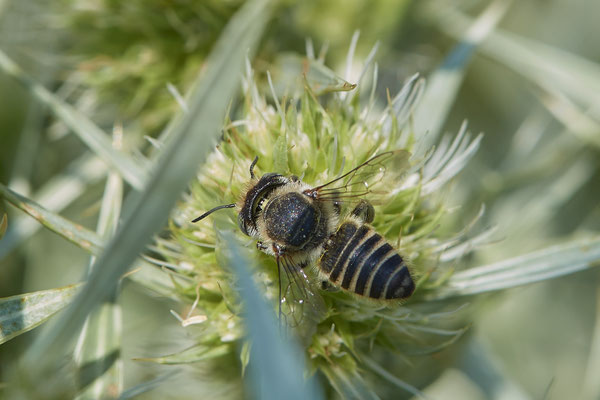 Nr.1240 - Megachile pilidens / Filzzahn-Blattschneiderbiene - DU-Walsum Rheindeich - 51°31`50.66"  6°41`54.13" - (30.08.2019)