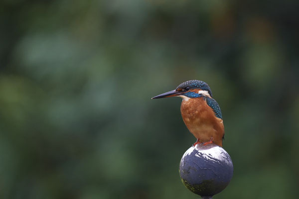 Eisvogel im Garten - (20.10.2019)