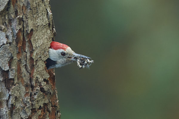 Mittelspecht - Nettetal Rohrdommelprojekt de Wittsee - (23.05.2019)