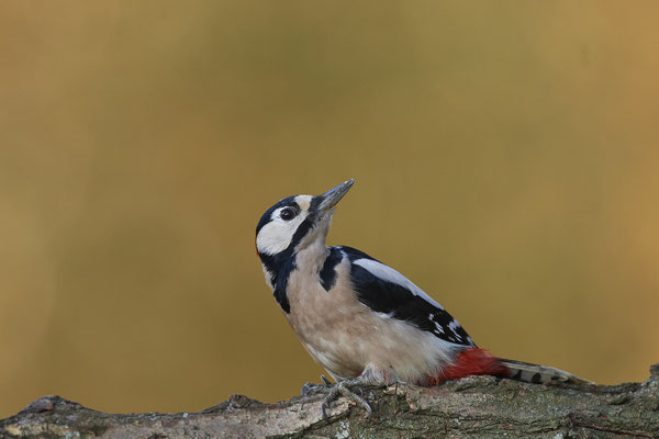 Buntspecht - heute an einem Futterplatz - (04.11.2020)