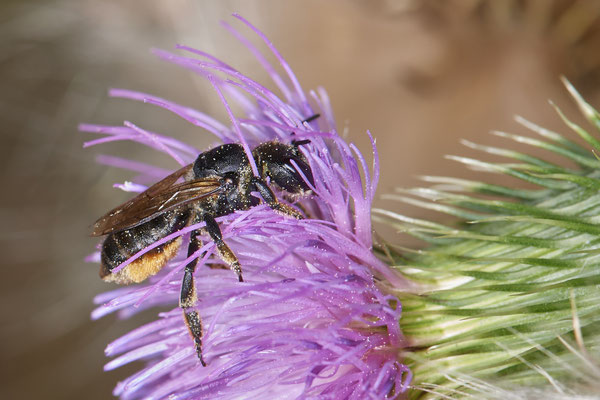 Nr.1178 -  Megachile versicolor / Bunte Blattschneiderbiene - WES Lippedünen Aaper Vennekes - 51°39`12.73"  6°40`40.66" - (12.08.2019)