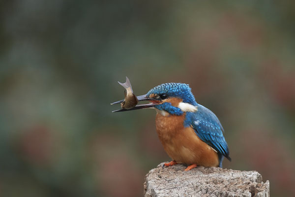 Serie vom Eisvogelmann - heute im Garten - (25.11.2019)