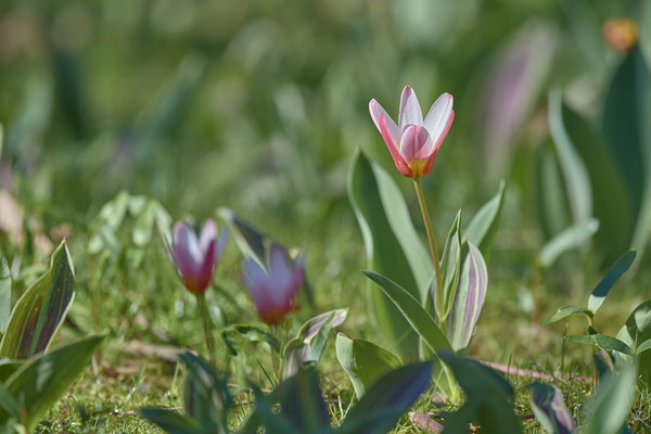 Tulpe-wilde