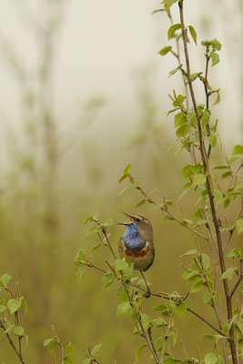 Blaukehlchen - Wanderung durchs Moor