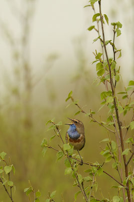Blaukehlchen - Wanderung durchs Moor