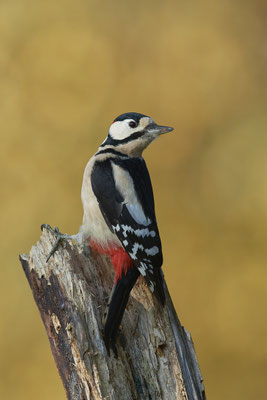 Buntspecht - heute an einem Futterplatz - (04.11.2020)