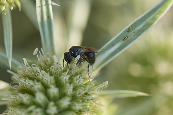 Hylaeus sp. - Dinslaken Emschermündung - 51°33`56.26" 6°41`27.74" - (08.08.2020)