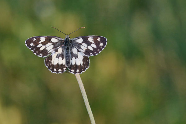 Schachbrettfalter