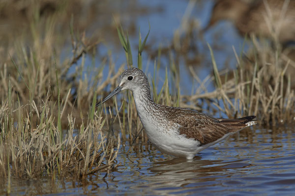 Grünschenkel ( Naturpark Albufera )