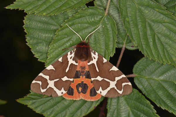 Brauner Bär - Hünxe Gartroper Mühlenbach - Rote Liste BRD - (31.07.2020)