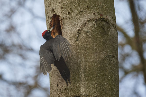 Heute morgen nochmal zum Schwarzspecht - (28.03.2021)