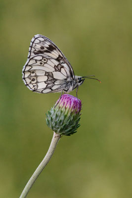 Schachbrettfalter