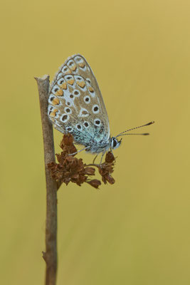 Hauhechel-Bläuling - Dingdener Heide - (21.09.2022)