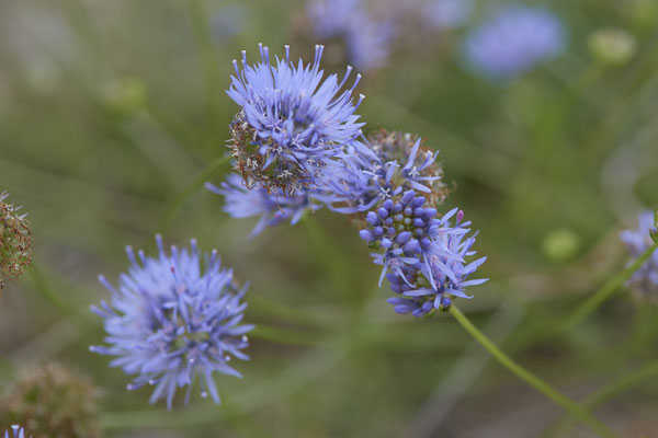 Nr.1136 - Jasione montana / Berg-Sandglöckchen - Wesel - (11.08.2019)