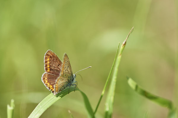 Kleiner Sonnenröschen Bläuling / Aricia agestis - Kaiserstuhl - (23.06.2020)