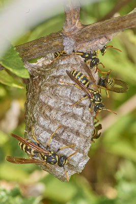 Nr.0949 - Polistes Nest 3 - langsam werden es mehr - OB LMB - 51°29`11.55" 6°53`53.48" - (03.07.2019)