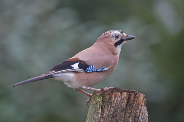 Eichelhäher im Garten