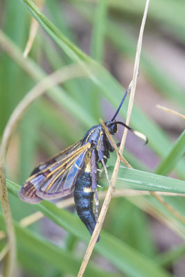 Synanthedon spheciformis / Erlenglasflügler - Venner Moor - 51°51`55.63" 7°32`09.32" - (26.05.2019)