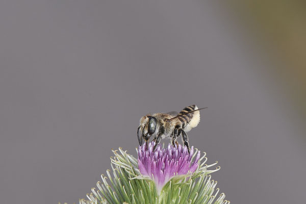 Megachile sp. - Dinslaken Emschermündung - 51°33`52.87" 6°41`48.98" - (13.08.2020)