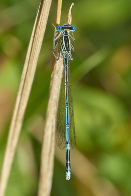 Blaue Federlibelle