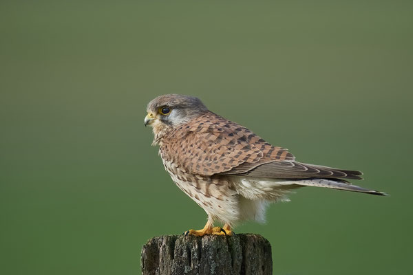 Turmfalke