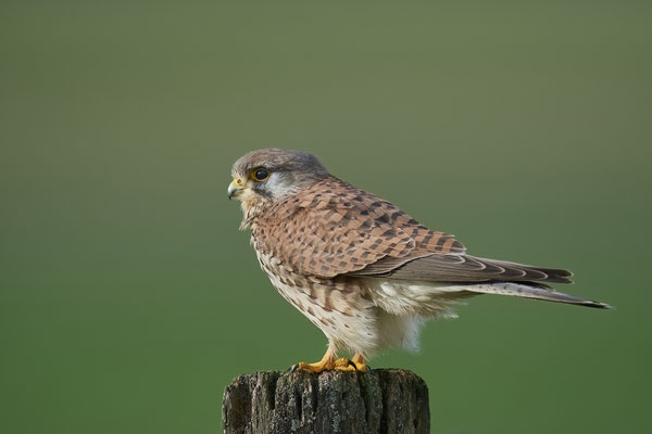 Turmfalke
