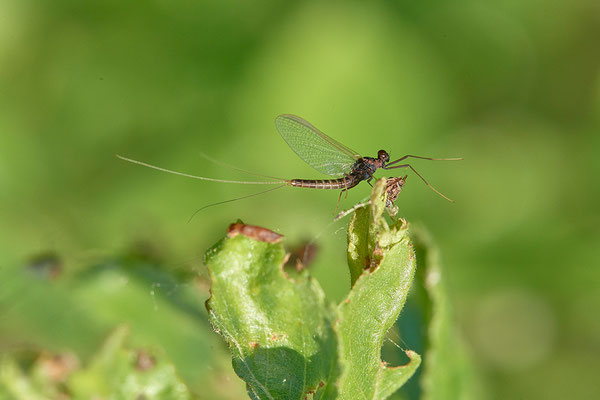 Eintagsfliege