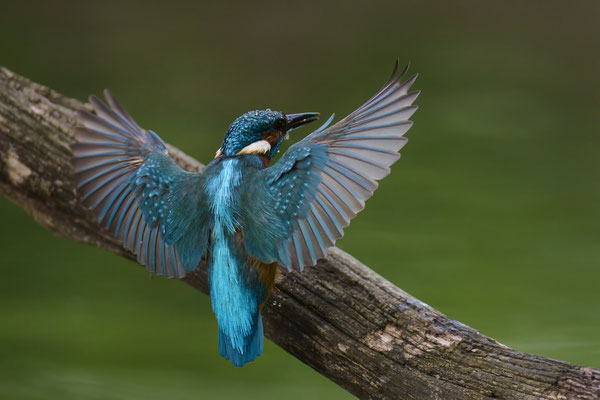 Eisvogel