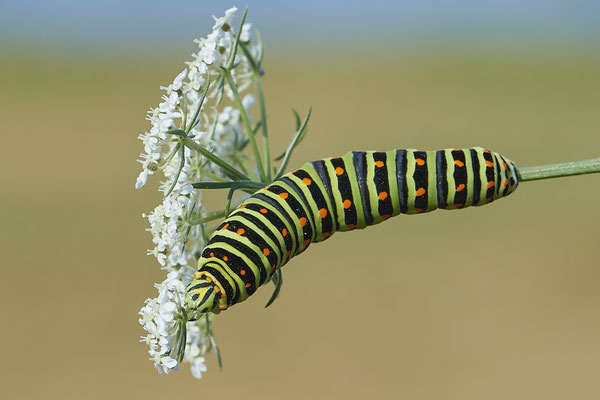  Papilio machaon / Schwalbenschwanz - DIN Emschermündung - 51°33`43.02" 6°41`27.86" - (22.09.2019)