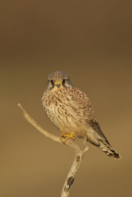 Turmfalke -  ein paar Stunden Sonne, endlich wieder raus zum fotografieren - (12.01.2021)