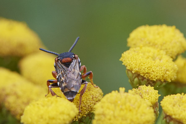 Nr.1175 - Epeolus variegatus / Gewöhnliche Filzbiene - WES Lippedünen Aaper Vennekes - 51°39`12.73"  6°40`40.66" - (12.08.2019)