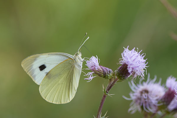 Großer Kohlweißling