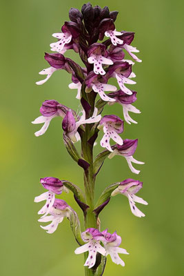 Brand-Knabenkraut - Orchideen-Urlaub im Allgäu vom 26.05. bis 09.06.2024