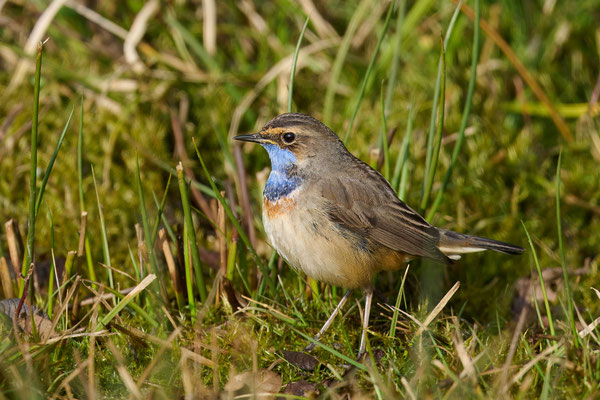 Blaukehlchen