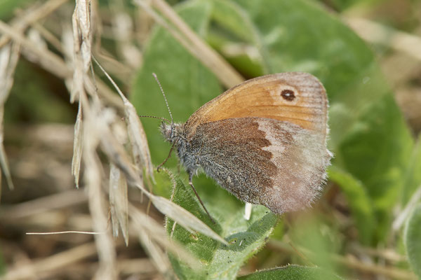Kleines Wiesenvögelchen - Am Rheindamm hinter Bislich - (26.06.2021)
