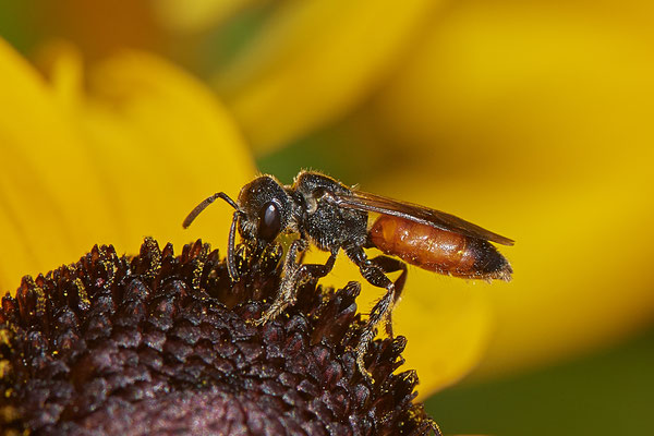 Nr.1041 - Sphecodes sp - OB im Garten - 51°31`49.60" 6°50`56.50" - (29.07.2019)