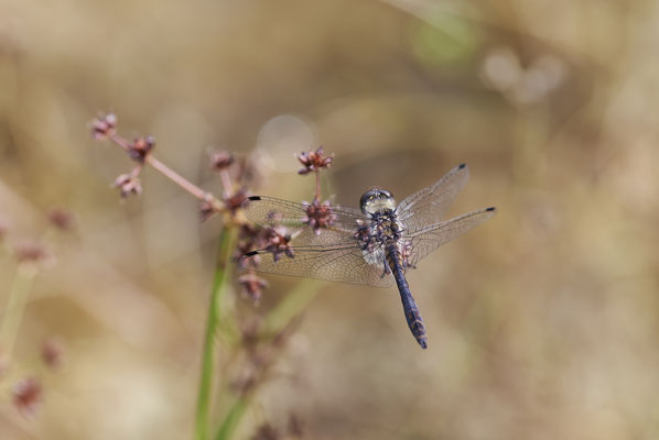Schwarze-Heidelibelle - Waldteich