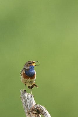 Blaukehlchen - Emsland - (03.06.2019)