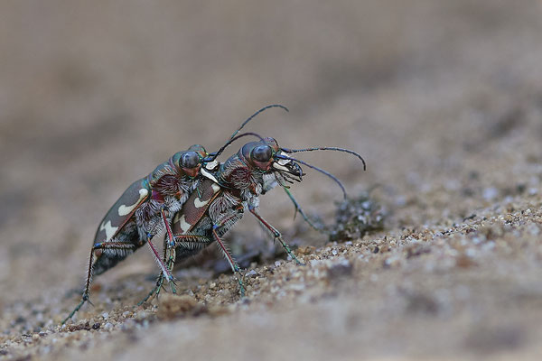 Dünen-Sandlaufkäfer (Cicindela hybrida)
