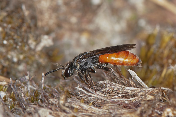 Sphecodes albilabris - Renaturierte Kiesgruben in Weeze - (13.05.2021)