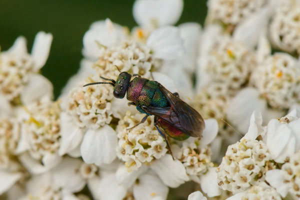 Hedychrum rutilans