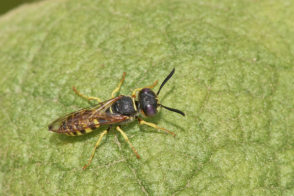 Nr.0788 - Philanthus triangulum / Bienenwolf - OB Zeche Sterkrade - 51°31`11.24" 6°50`15.70" - (22.06.2019)