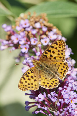 Kleiner Perlmutterfalter - (24.07.2022)